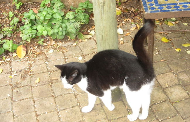 Pentrich Retreat in St James, Cape Town - Foto 26