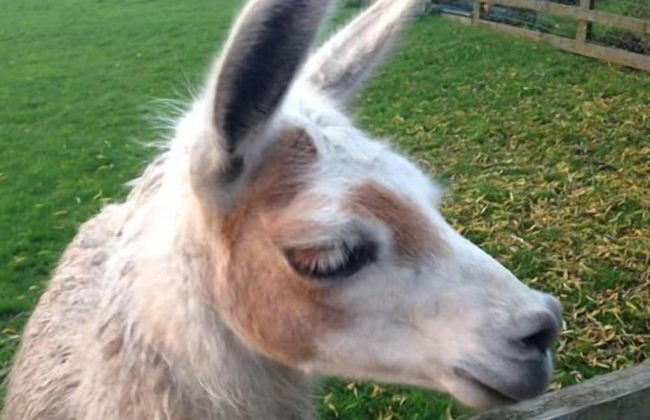 Skipbridge Farm Cottages - Photo 19