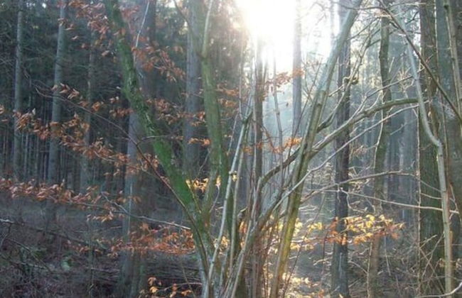 Holiday Apartment Kirchhoff - Foto 8