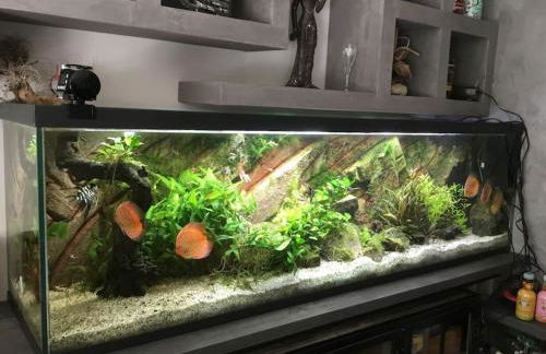 Villa standing piscine privée en écrin de verdure - Foto 7