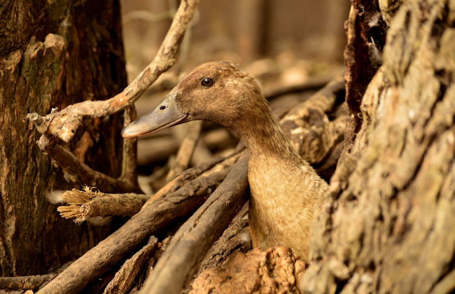 Diamond Forest Farm Stay - Foto 34