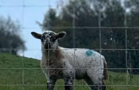 The Cottage at Sychnant Farm - Photo 29