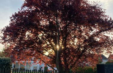 Ferienwohnungen bei der Purpurbuche - Foto 25