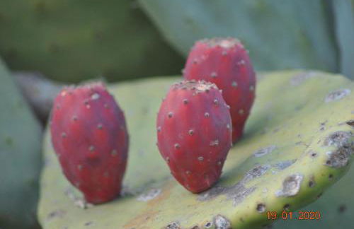 Casa delle foglie - Foto 45