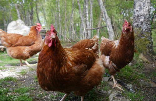 Rest At Last - Highland Apartment with Private hot tub - Photo 48