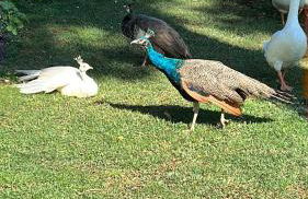 La Casa Dei Fiori - Foto 16