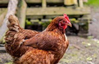 Cosy Cotswolds Retreat near Bath & Castle Combe - Photo 8