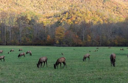 Serene Green - Views, Hot Tub, Skiing, Tubing, Gas Fireplace - Foto 59
