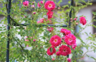 Cichosza - The Sound Of Silence - Foto 28