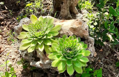 Apartmani Lea - Foto 10