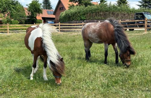 Stajnia Lipowo 45 - Foto 19