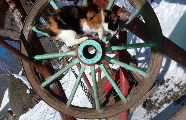 Room in Guest Room - Cozy Rural Retreat in Roşia Montana - Photo 11