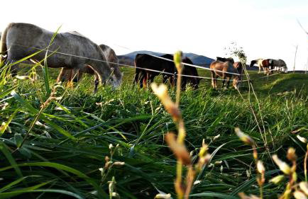 Apartment Lipa - Foto 6