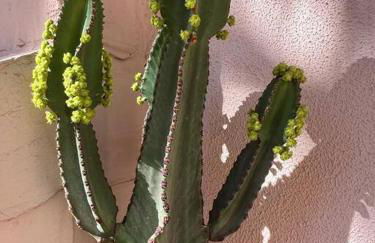 Casa Cactus Paraiso - Photo 30