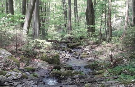 Haus Resi in Kleinich - Foto 37