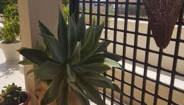 Guest House Adele - Foto 4