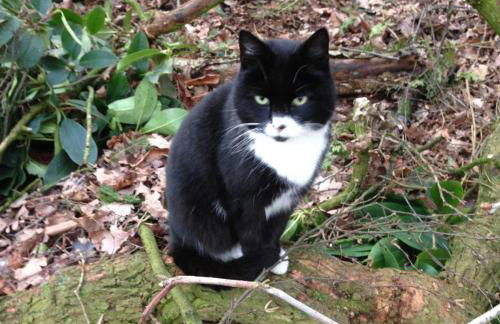 Schäfchenwolke Apartment auf dem Bauernhof - Foto 16