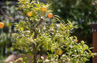 Agriturismo Borgo di Calmasino - Foto 78