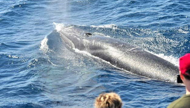 Avistando uma baleia em Puerto Rico