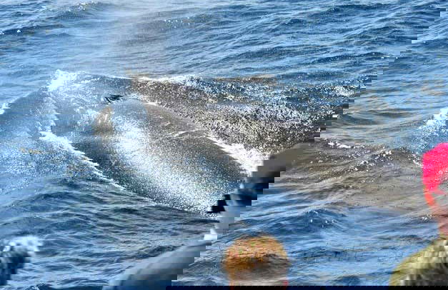Avistamiento de delfines y ballenas en barco con fondo de cristal - Foto 3