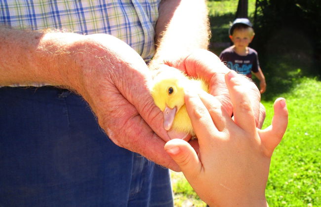 Zaißlhäusl Hof Ferienwohnungen - Photo 30