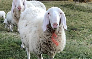 Rifugio Uschione - Foto 46