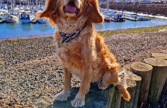 Kindly Light Cottage - Foto 11