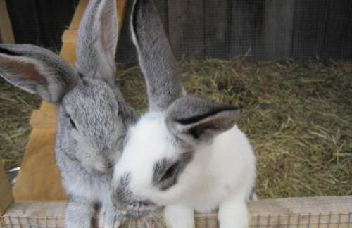 Gschwandnerhof - Foto 25