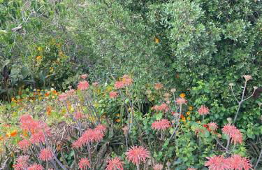 Três Figos - Foto 70