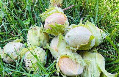 Gościniec Zacisze w Kłodnicy - Foto 59