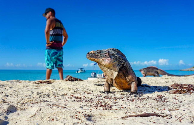 Excursión a la Isla de los Cerdos en avioneta - Foto 8