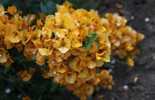 The Dragonfly Retreat - Photo 60