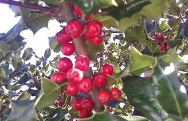 Férias felizes em família/com amigos - Foto 40