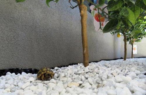 Duplex house Angela with private heated pool - Photo 18