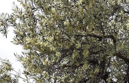 Apartmani Maslina Žuljana - Foto 62