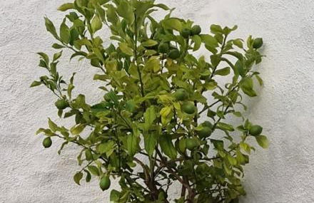 Rustic house with swimming pool - Foto 8