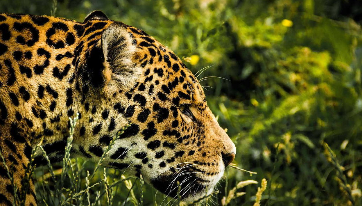 Excursión al santuario de jaguares de Cockscomb - Foto 2, Jaguar en la selva de Belice