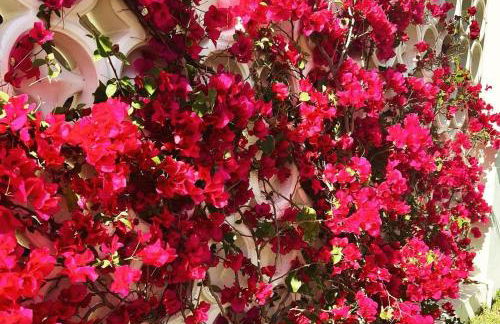 Fernando Flats - Foto 19