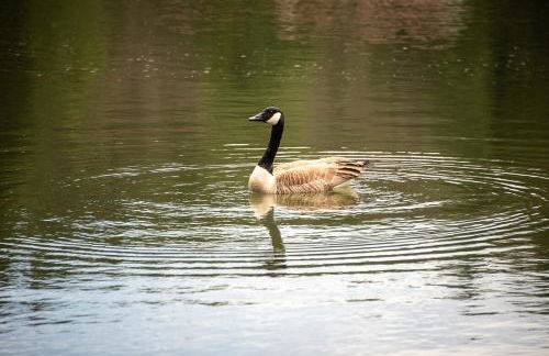 Luxury Log Cabin Lakefront, Game room & Fire Pit, - Foto 31