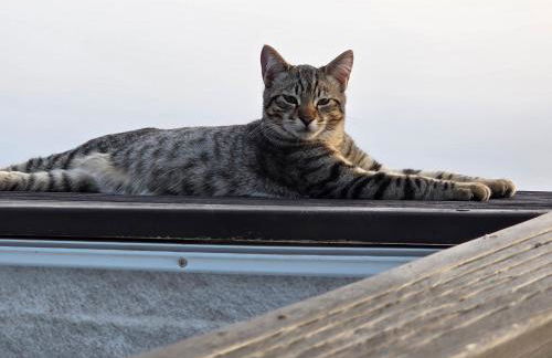 Etoile arc-en-ciel - Foto 3