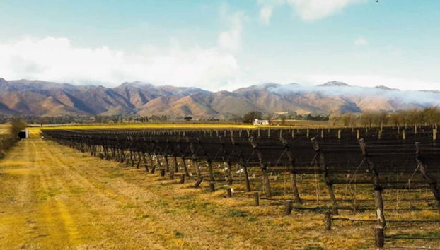 Conhecendo os vinhedos da Vinícola Furfaro