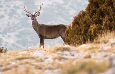 Cal Albert Isona - Foto 20