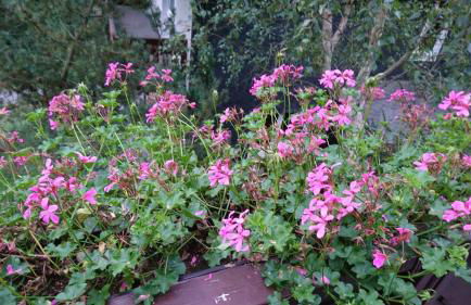 Gasthaus Piesau - Thüringer Wald - Rennsteig - Foto 47