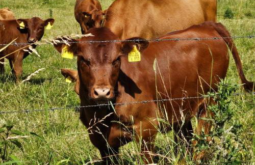 Ferienhaus Anton & Charlotte - Foto 39