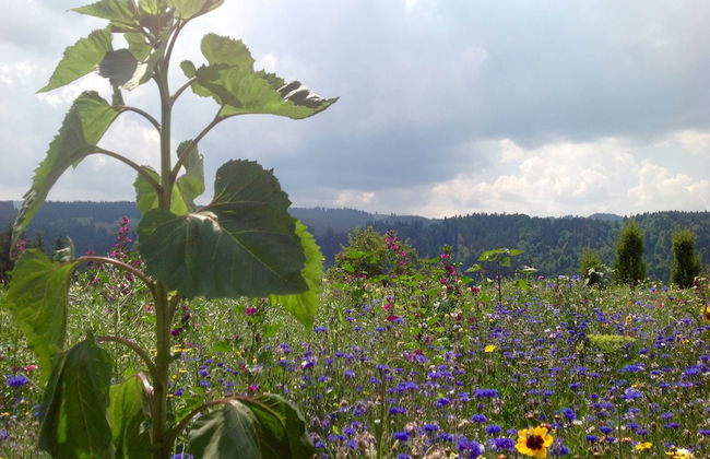 Kraeuterhof-Ferienwohnung - Photo 20