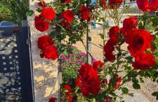 Luxury White Sails Villas with a Multi Sport Court and Sea View - Photo 41