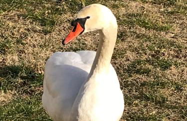 La mia casa sul lago con vista mozzafiato - Foto 33