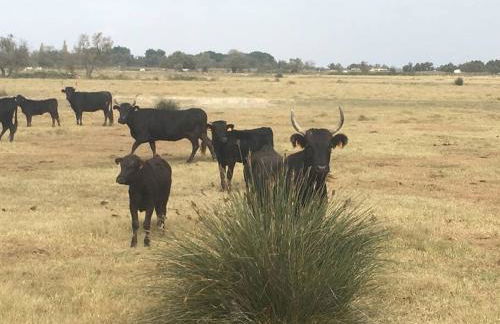 "Le nature" Camargue Jardin - Foto 31