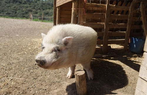 Mas El Brugué - Foto 18