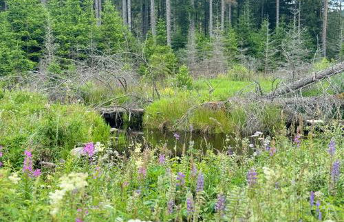 BergOase-Apart am Feldberg - Foto 67